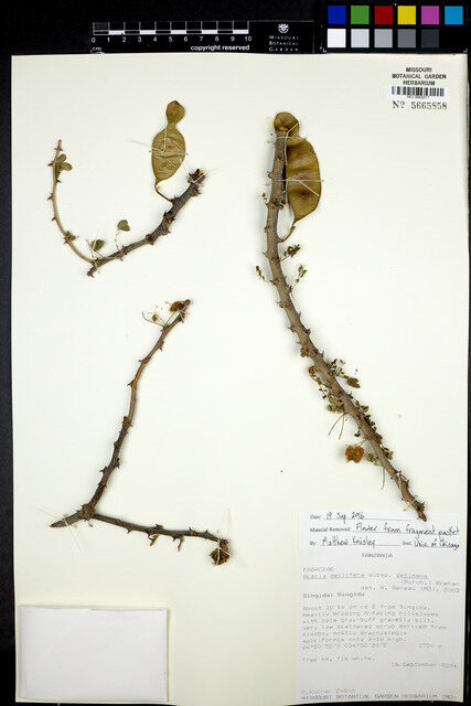 Acacia mellifera subsp. detinens (Black thorn) — photo