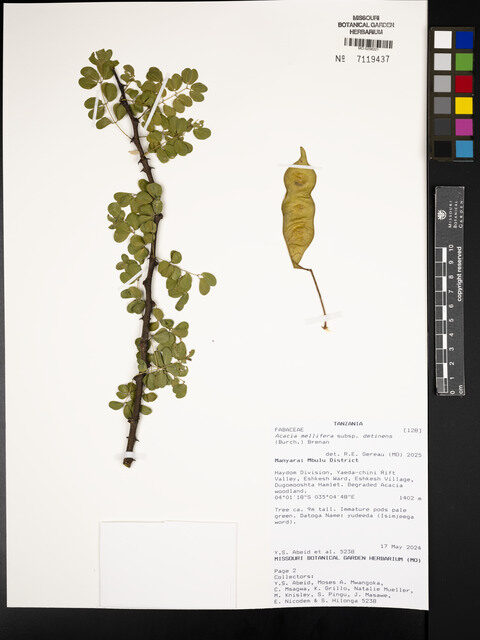 Acacia mellifera subsp. detinens