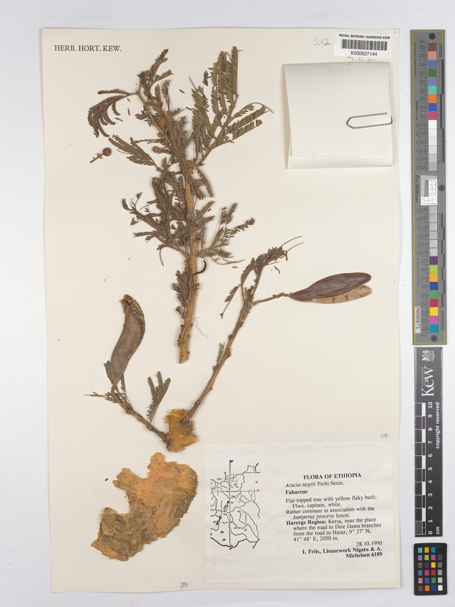 Acacia negrii — photo