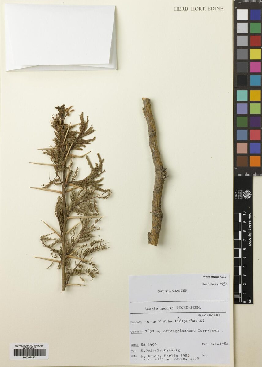 Acacia negrii — photo