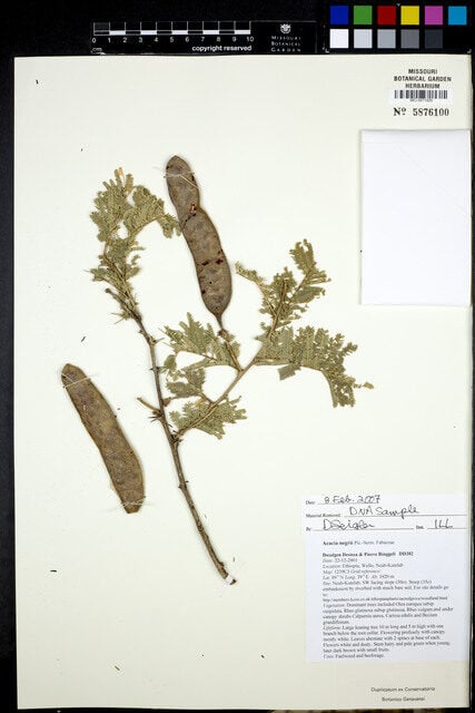 Acacia negrii