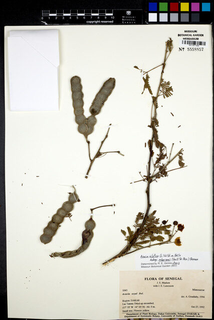 Acacia nilotica subsp. adansonii — photo
