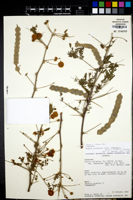 Acacia nilotica subsp. adansonii — photo
