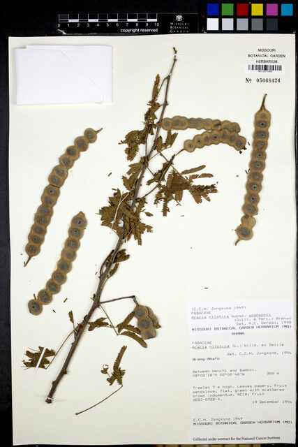 Acacia nilotica subsp. adansonii