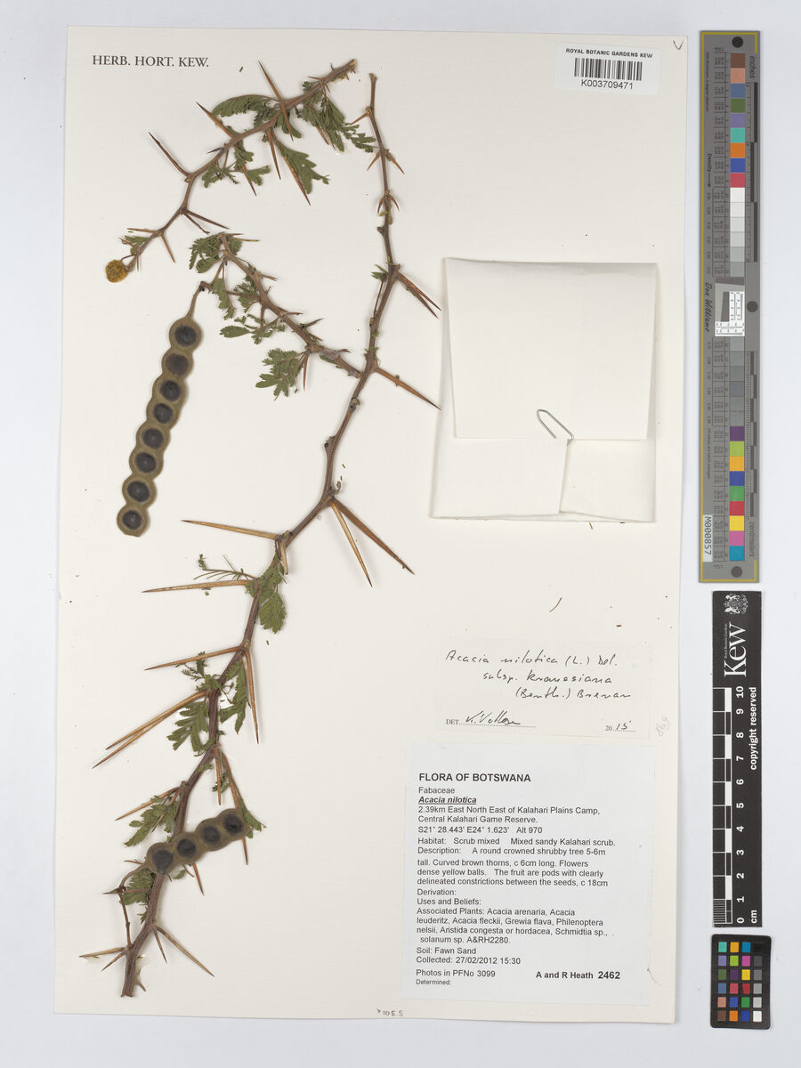 Acacia nilotica subsp. kraussiana (Scented thorn) — photo