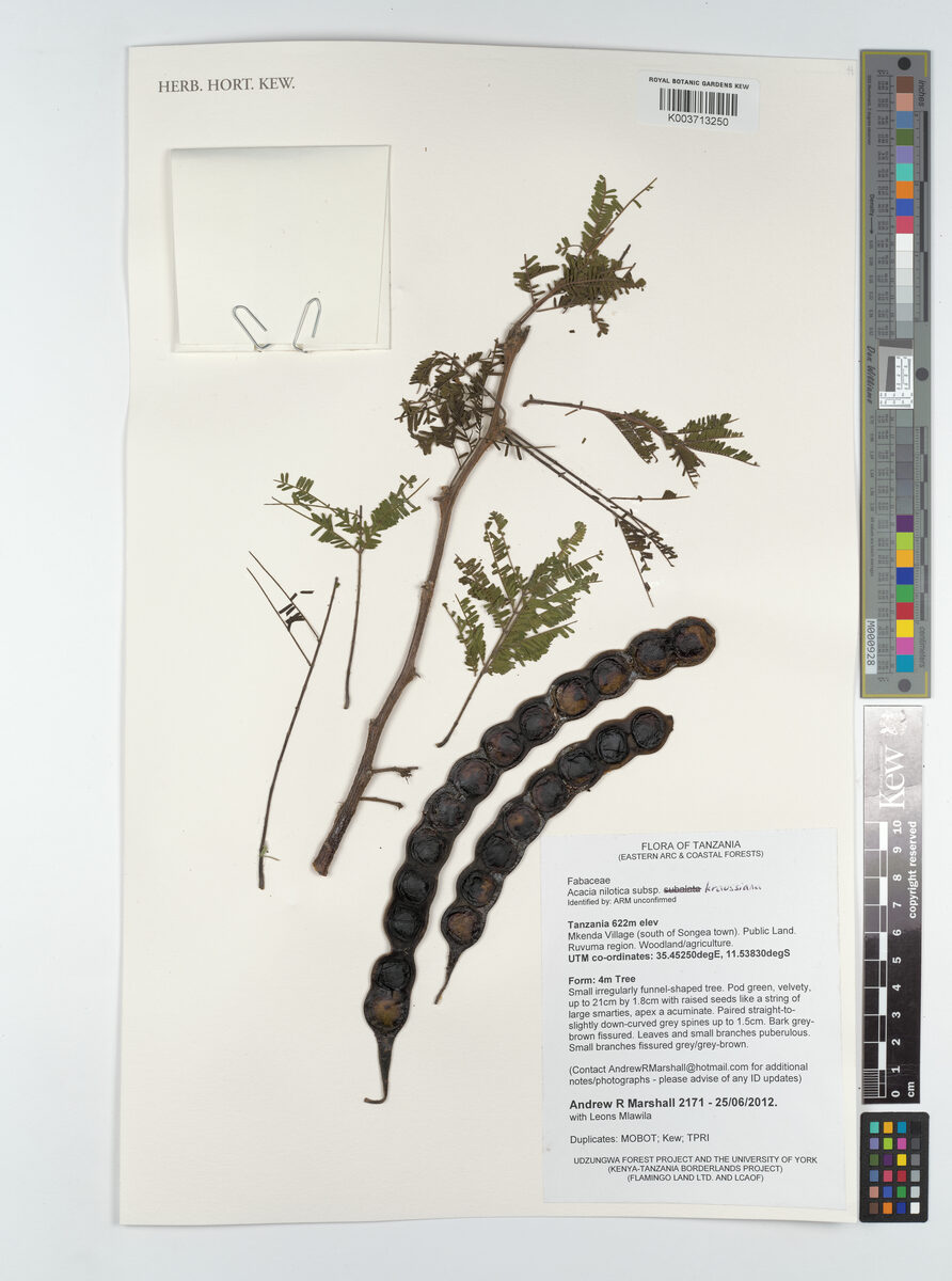 Acacia nilotica subsp. kraussiana (Scented thorn) — photo