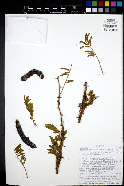 Acacia nilotica subsp. kraussiana