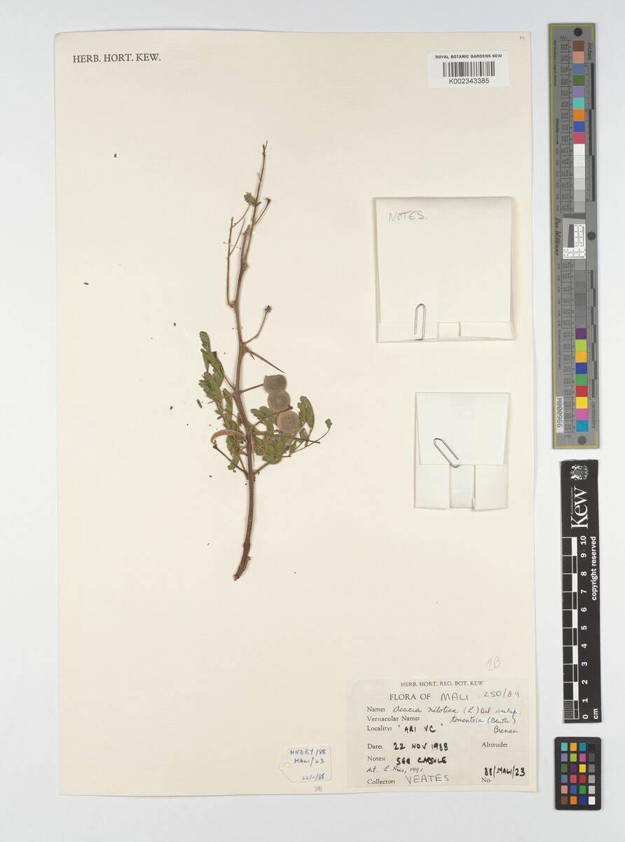 Acacia nilotica subsp. tomentosa (Gum arabic tree) — photo