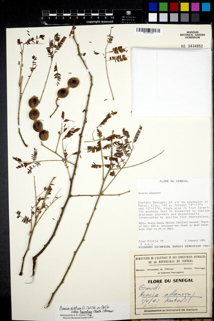 Acacia nilotica subsp. tomentosa (Gum arabic tree) — photo