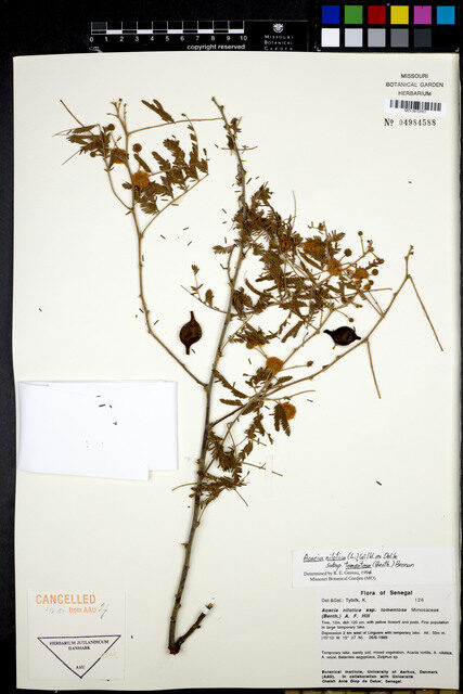 Acacia nilotica subsp. tomentosa
