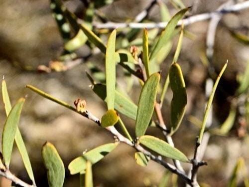 Acacia oswaldii (Umbrella wattle) — photo