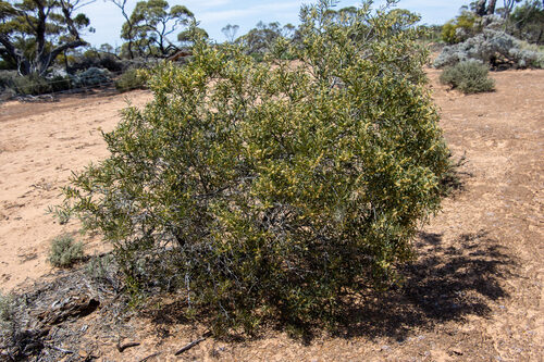 Acacia oswaldii (Umbrella wattle) — photo