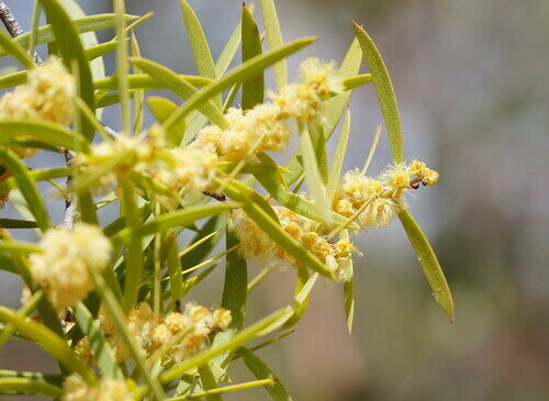 Acacia oswaldii