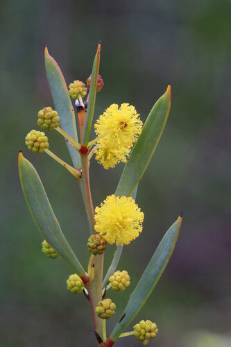 Acacia pachycarpa (Desert wattle) — photo