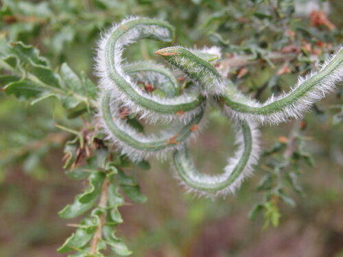 Acacia paradoxa (Kangaroo Thorn) — photo