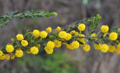 Acacia paradoxa (Kangaroo Thorn) — photo