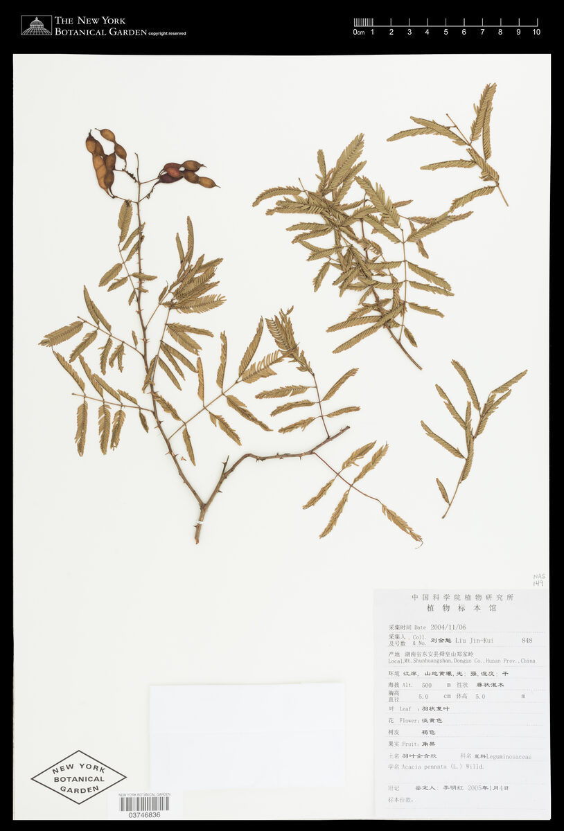 Acacia pennata subsp. kerrii — photo