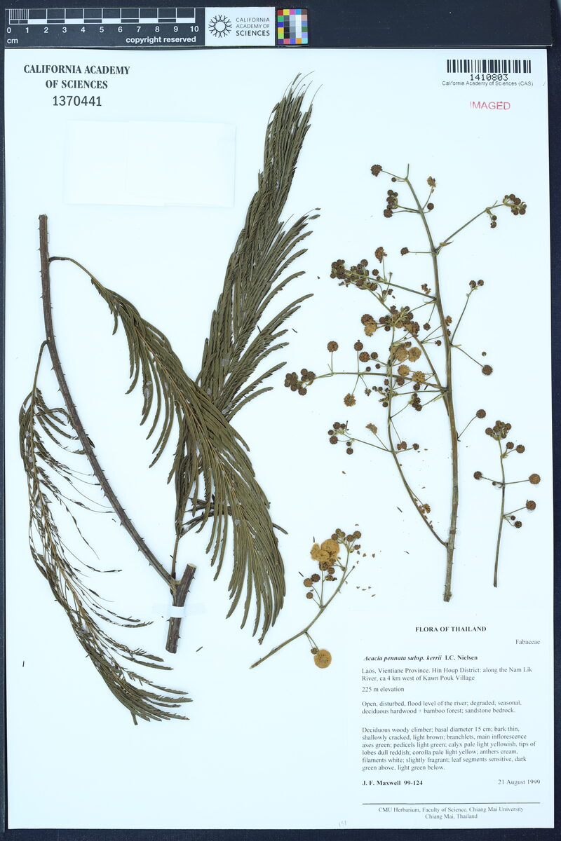 Acacia pennata subsp. kerrii — photo