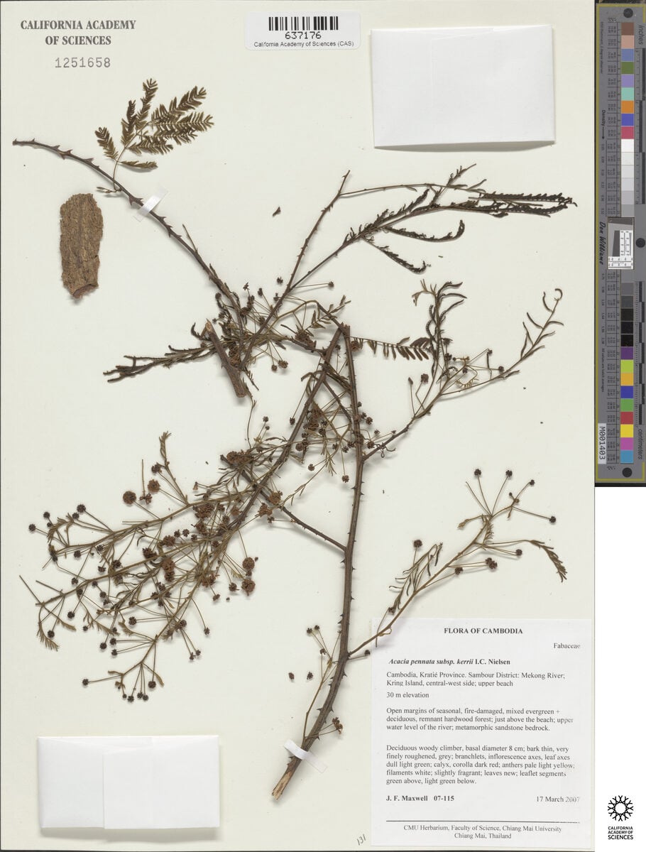 Acacia pennata subsp. kerrii