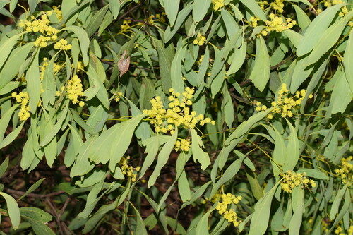 Acacia penninervis (Mountain hickory) — photo