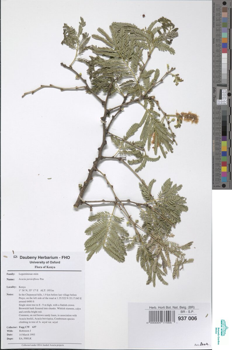 Acacia persiciflora (Apple-scented thorn) — photo