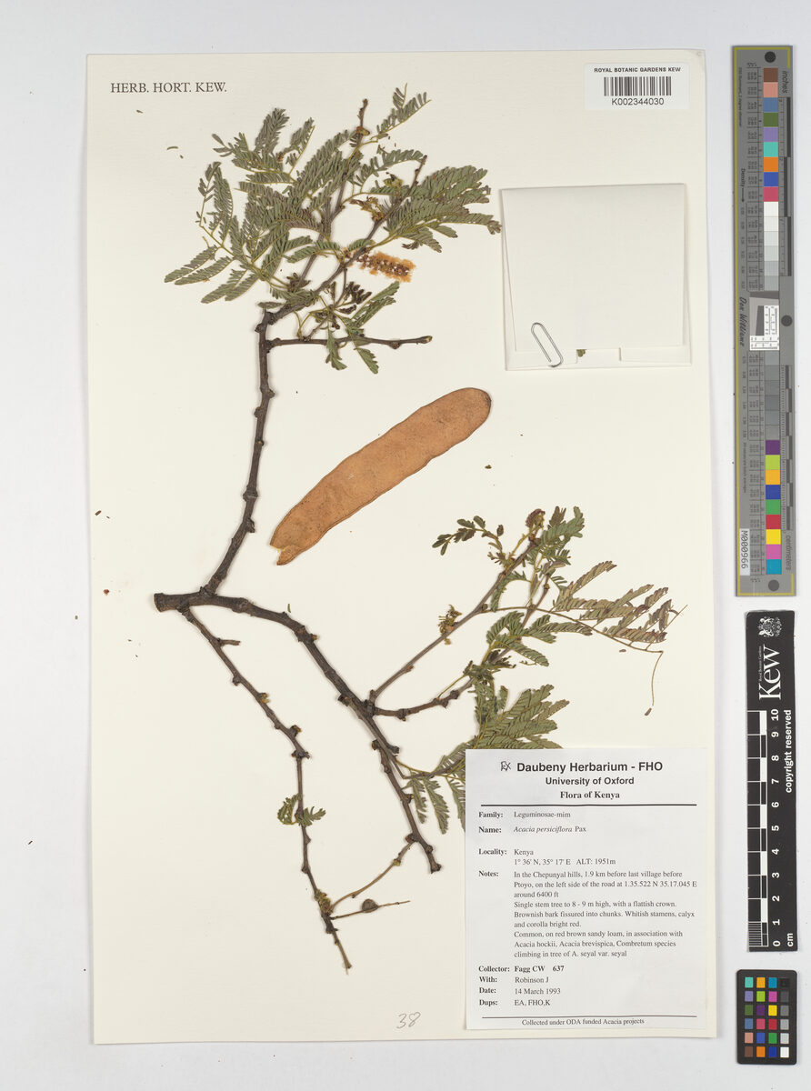 Acacia persiciflora (Apple-scented thorn) — photo