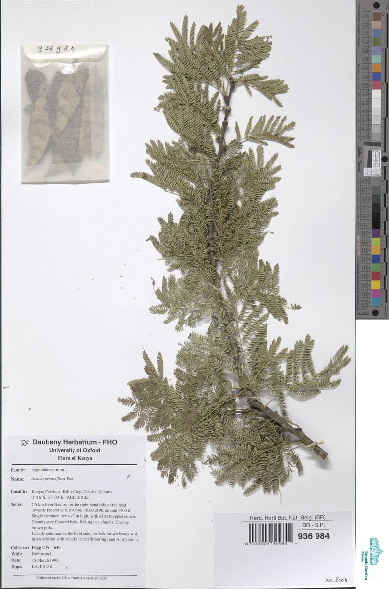Acacia persiciflora