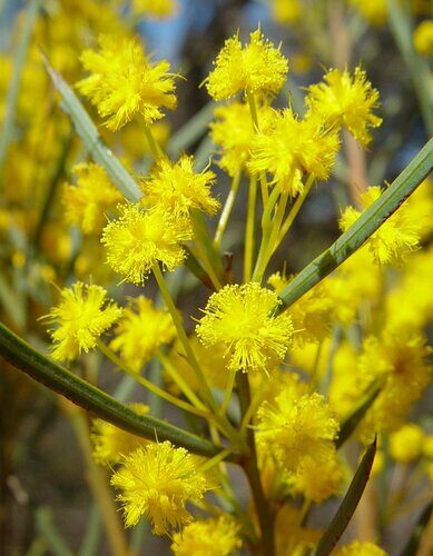 Acacia prainii (Prain's wattle) — photo