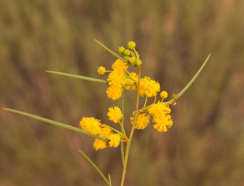 Acacia prainii (Prain's wattle) — photo