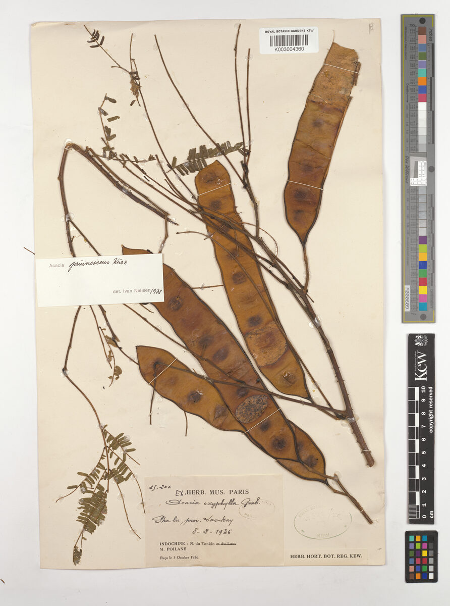 Acacia pruinescens — photo
