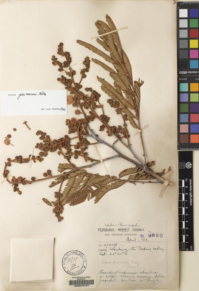 Acacia pruinescens — photo