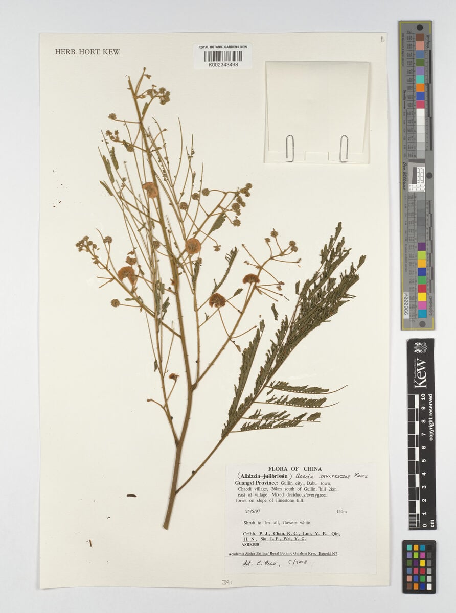 Acacia pruinescens