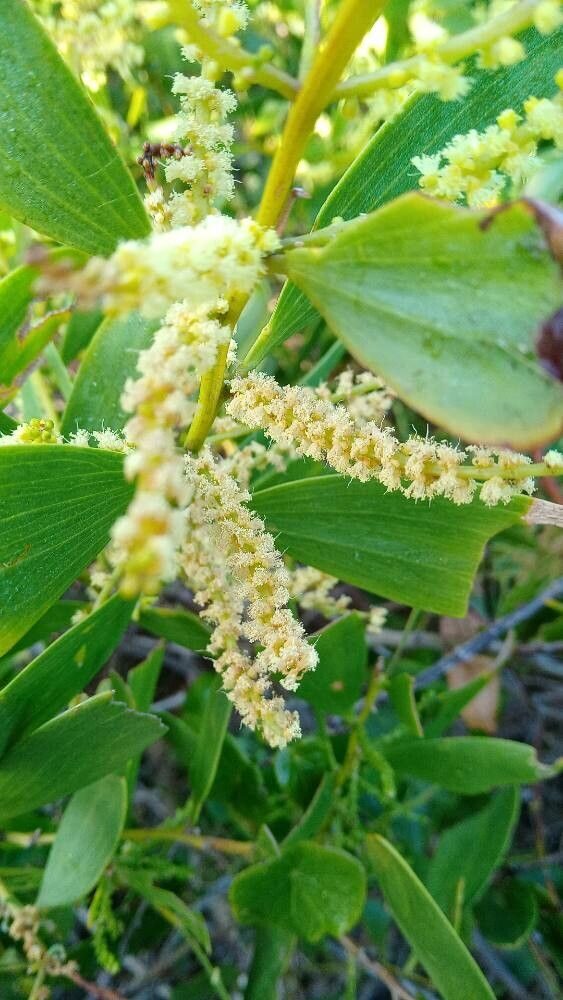 Acacia sophorae - (Labill.)R.Br. (Coastal Wattle) — photo