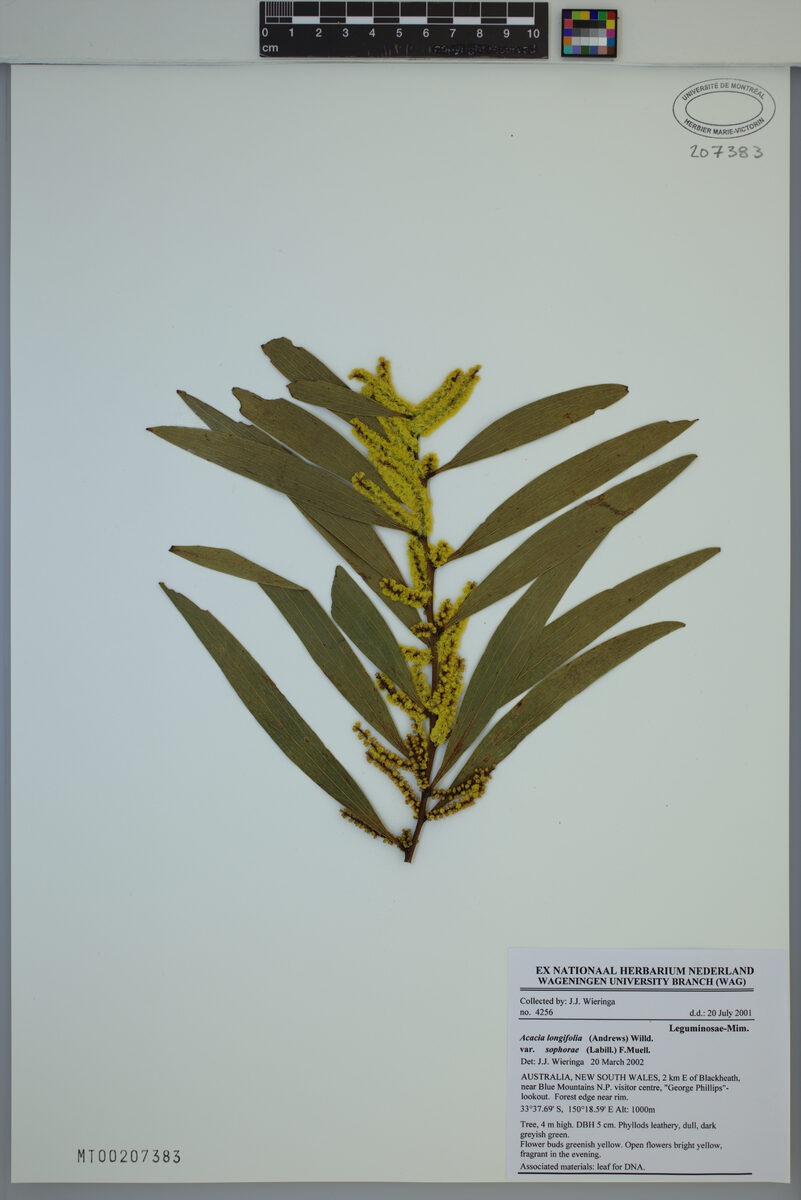 Acacia sophorae - (Labill.)R.Br. (Coastal Wattle) — photo