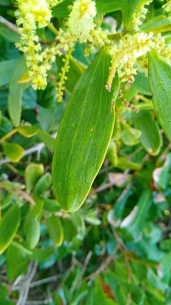 Acacia sophorae - (Labill.)R.Br.
