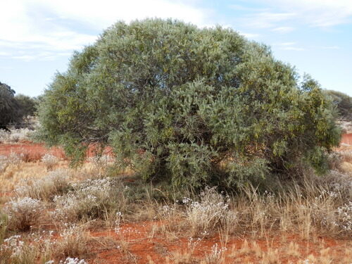 Acacia tysonii (Limestone Wattle) — photo
