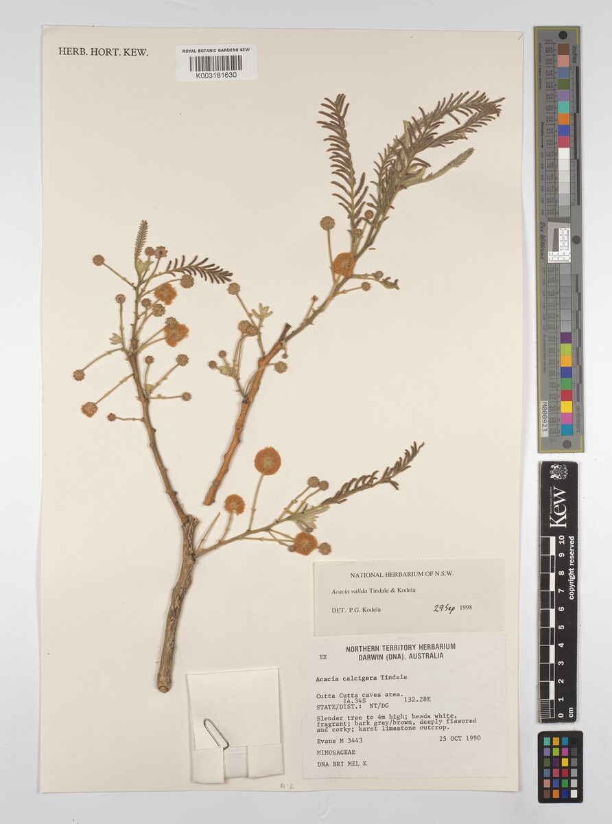 Acacia valida — photo
