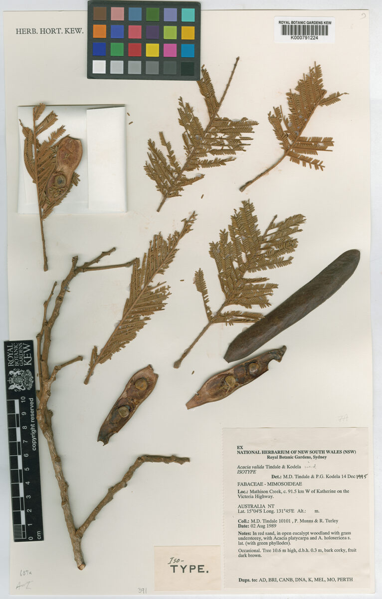 Acacia valida — photo