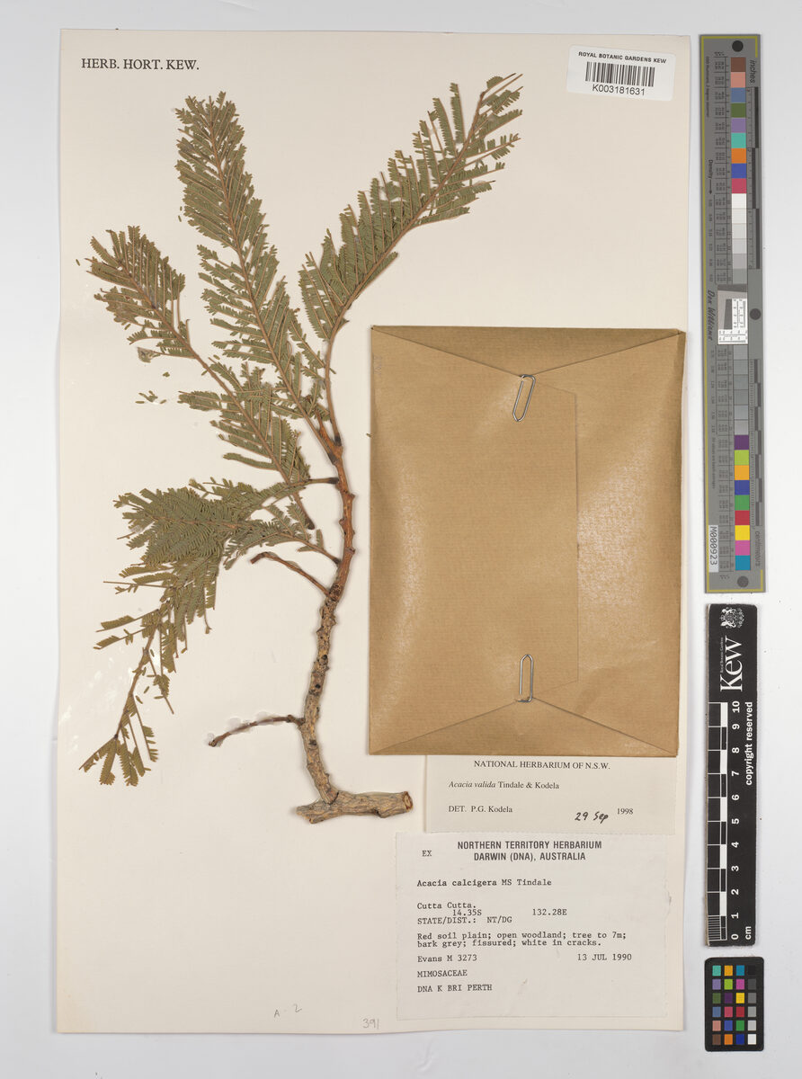 Acacia valida
