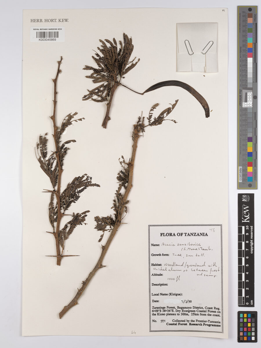 Acacia zanzibarica — photo