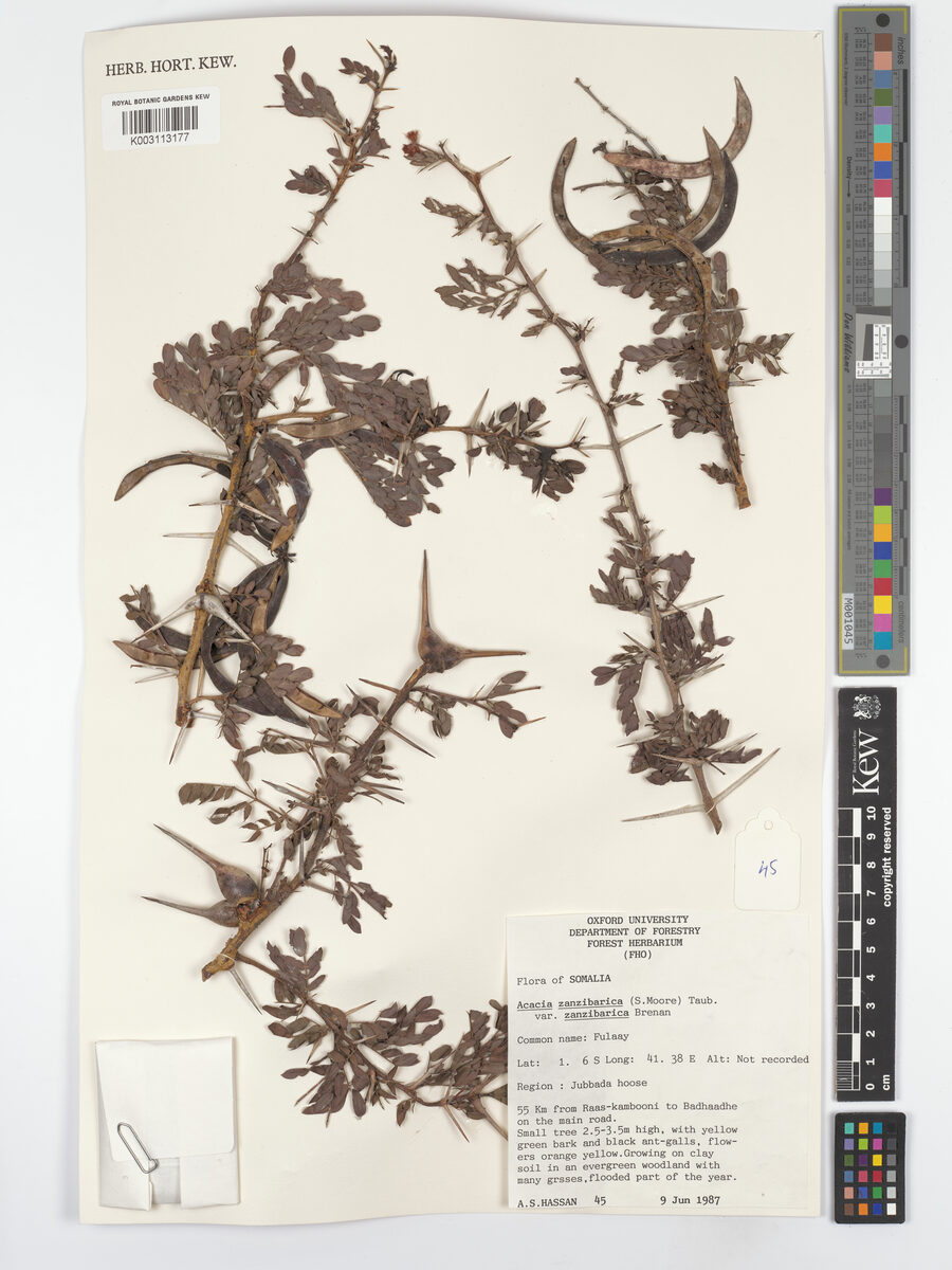 Acacia zanzibarica — photo
