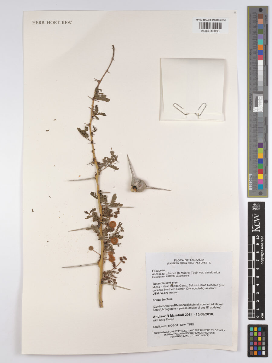 Acacia zanzibarica