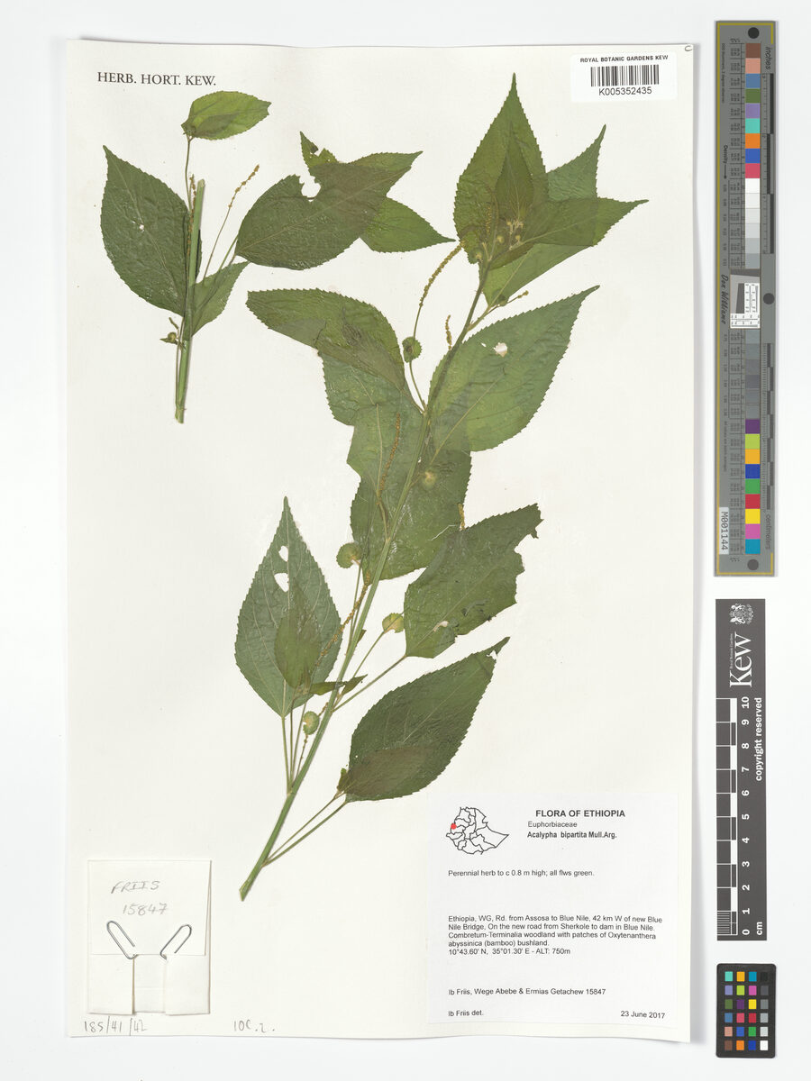 Acalypha bipartita (Mhacha) — photo