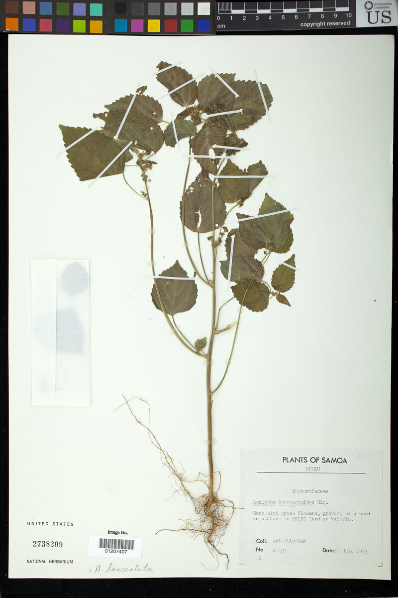 Acalypha boehmerioides (Kar-pidik) — photo