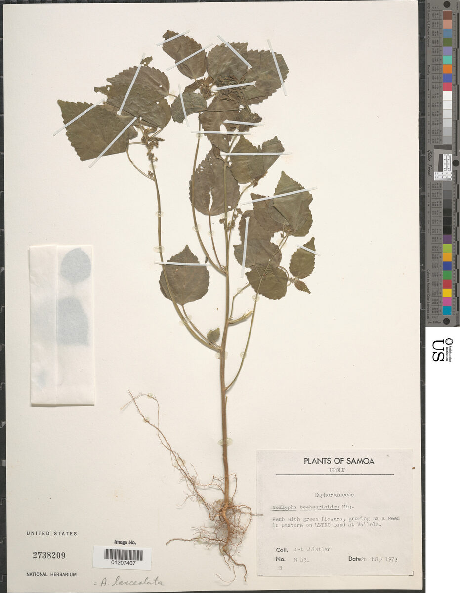 Acalypha boehmerioides