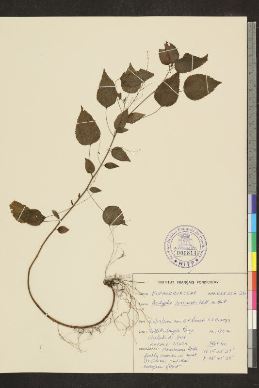 Acalypha racemosa (Odukwe) — photo