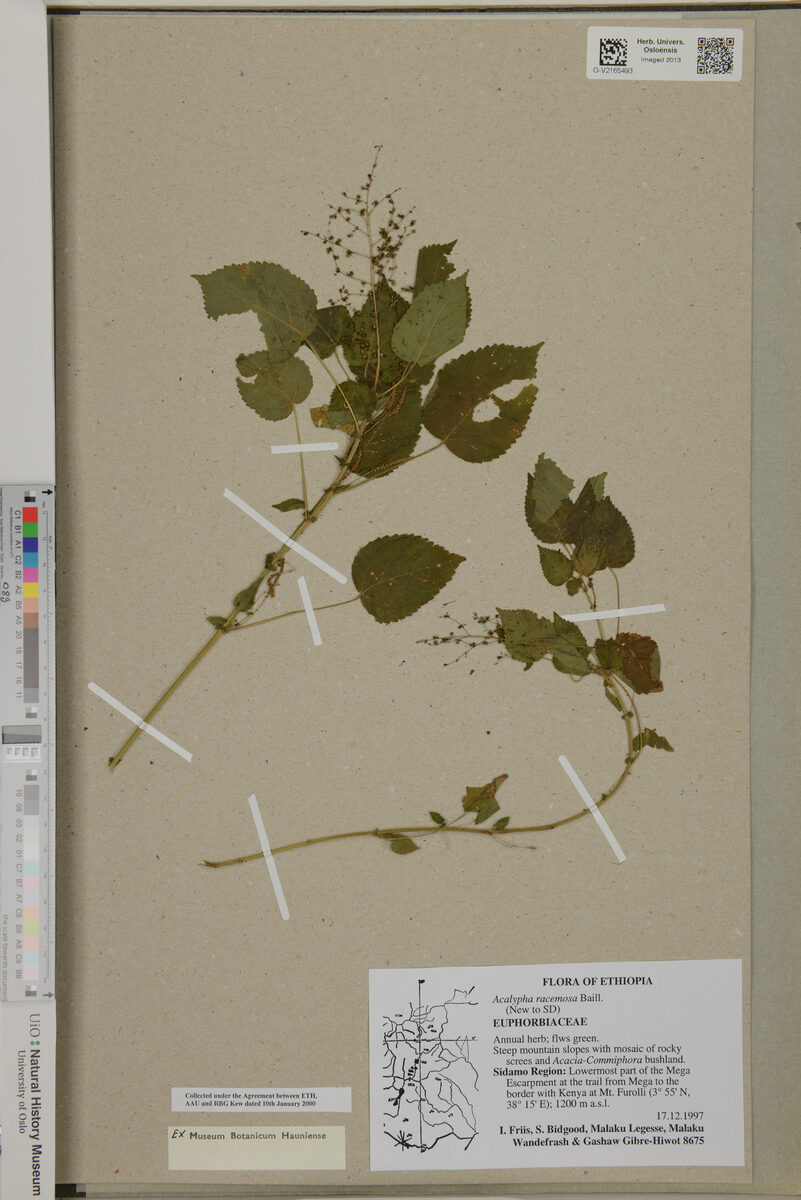 Acalypha racemosa (Odukwe) — photo