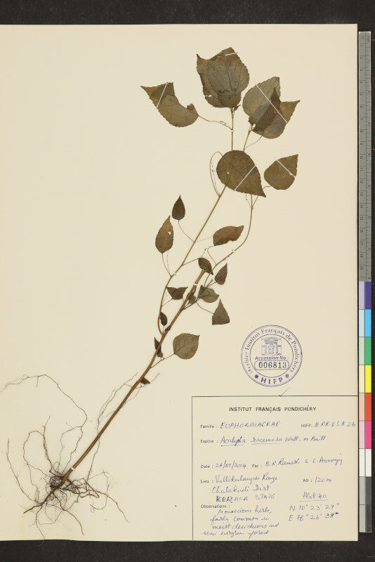 Acalypha racemosa