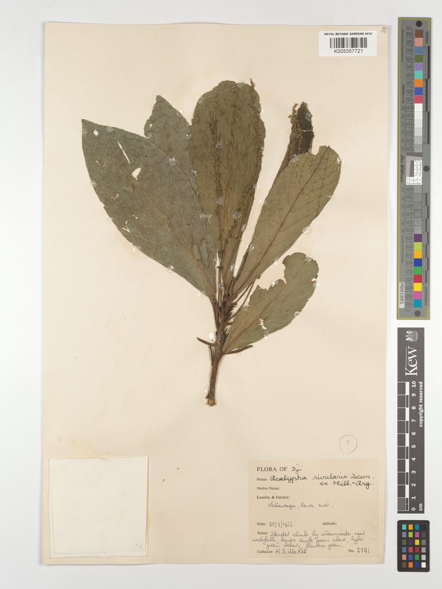 Acalypha rivularis — photo