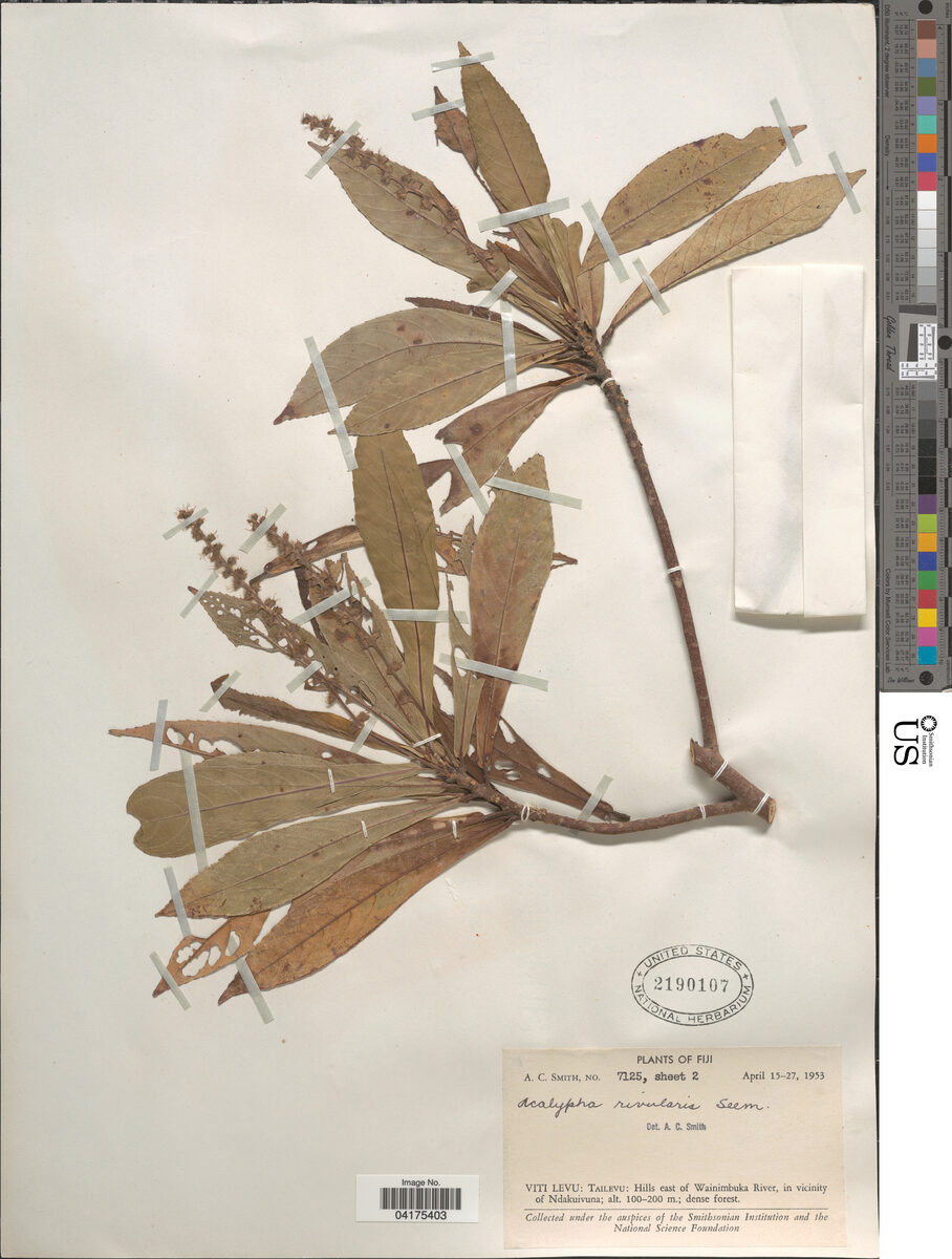 Acalypha rivularis — photo
